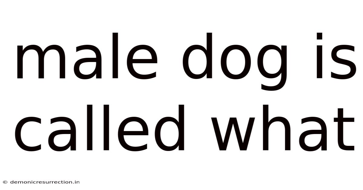 Male Dog Is Called What