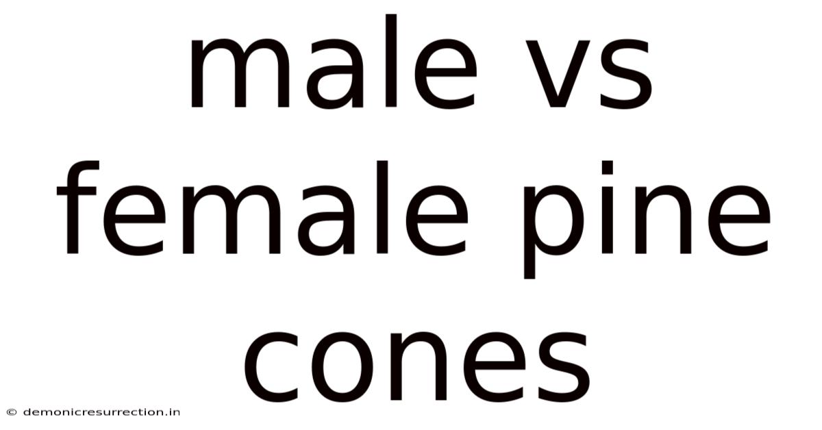 Male Vs Female Pine Cones