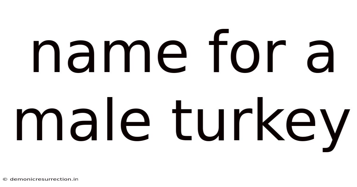 Name For A Male Turkey