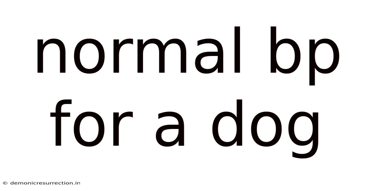 Normal Bp For A Dog