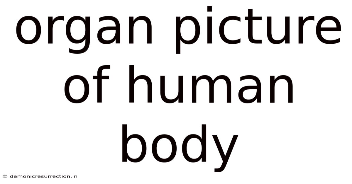 Organ Picture Of Human Body