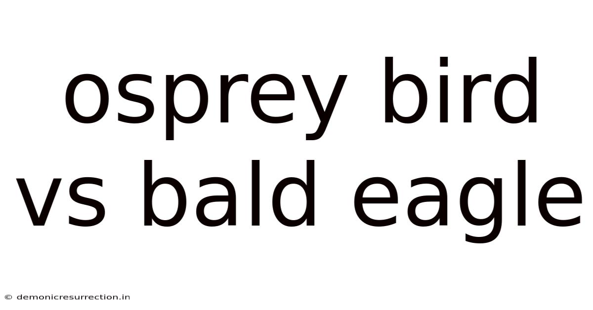 Osprey Bird Vs Bald Eagle