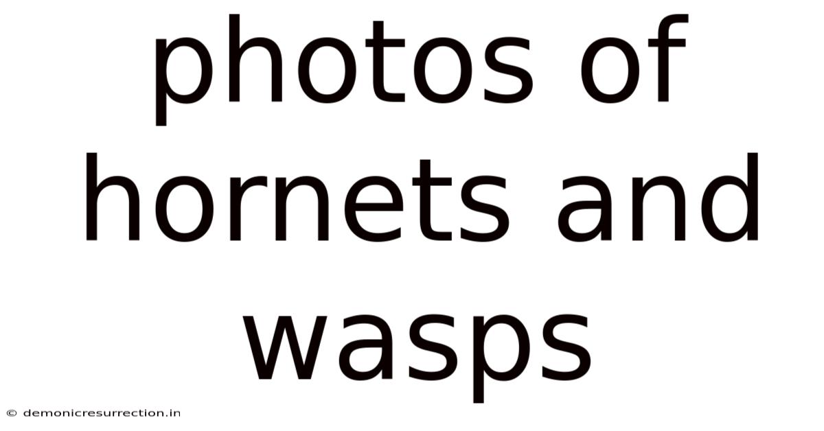 Photos Of Hornets And Wasps