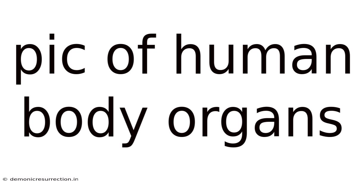 Pic Of Human Body Organs