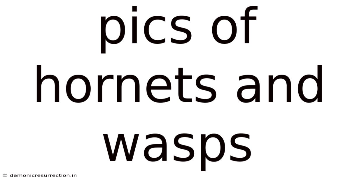 Pics Of Hornets And Wasps