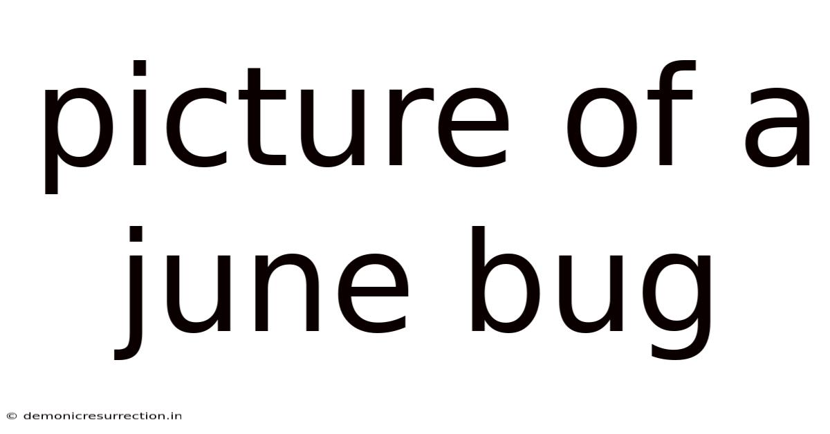 Picture Of A June Bug