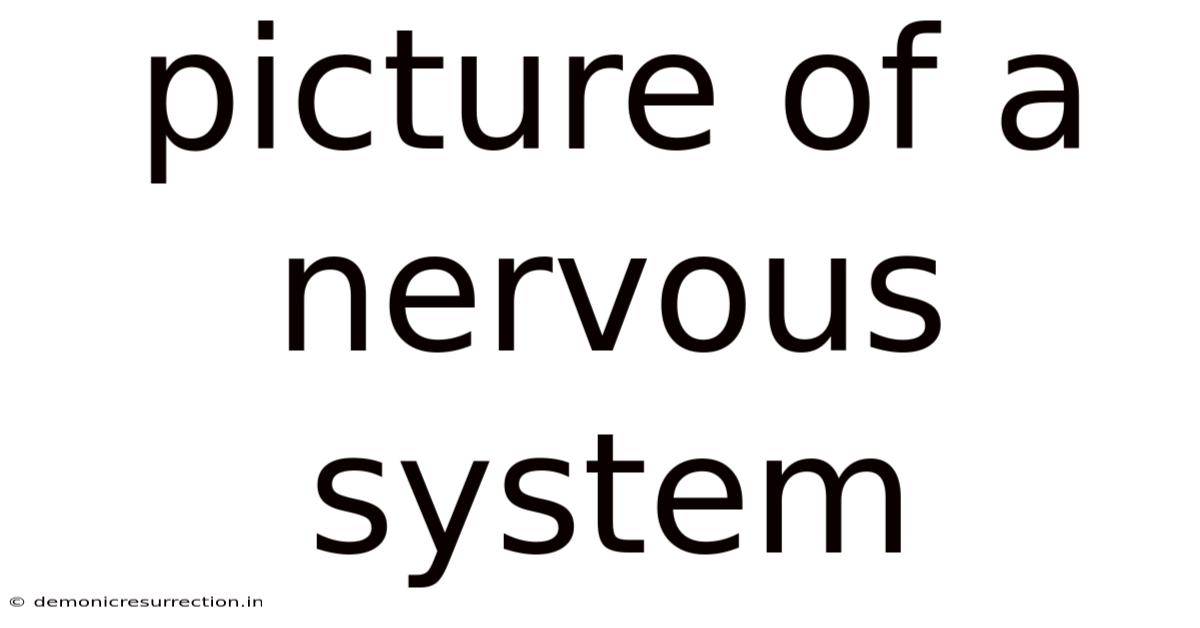 Picture Of A Nervous System