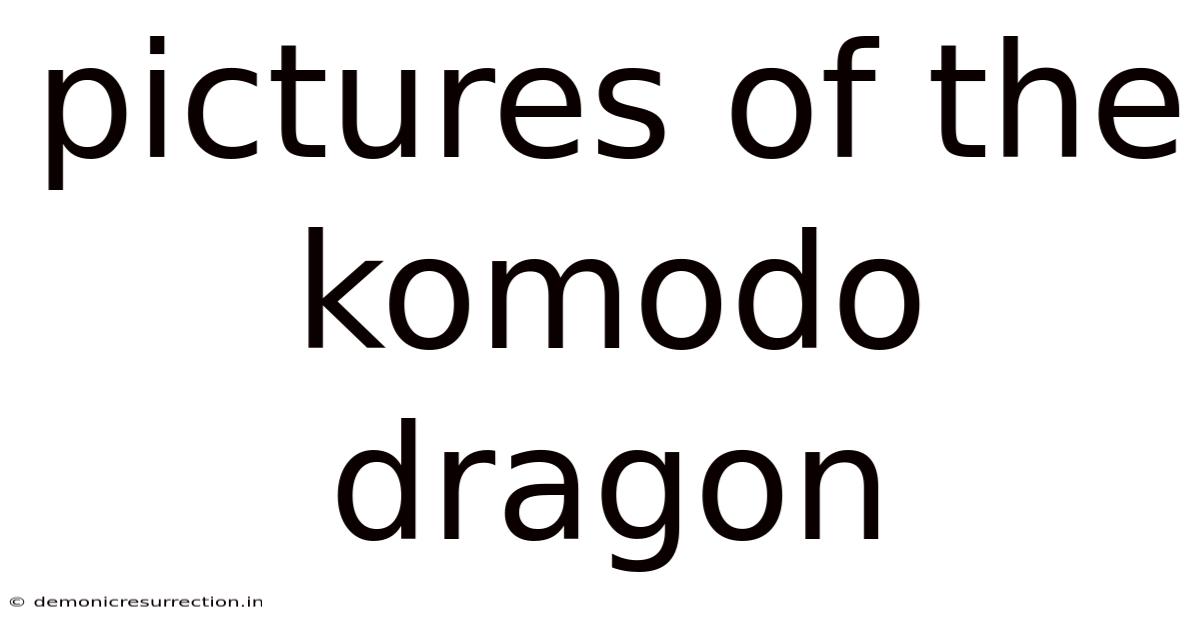 Pictures Of The Komodo Dragon