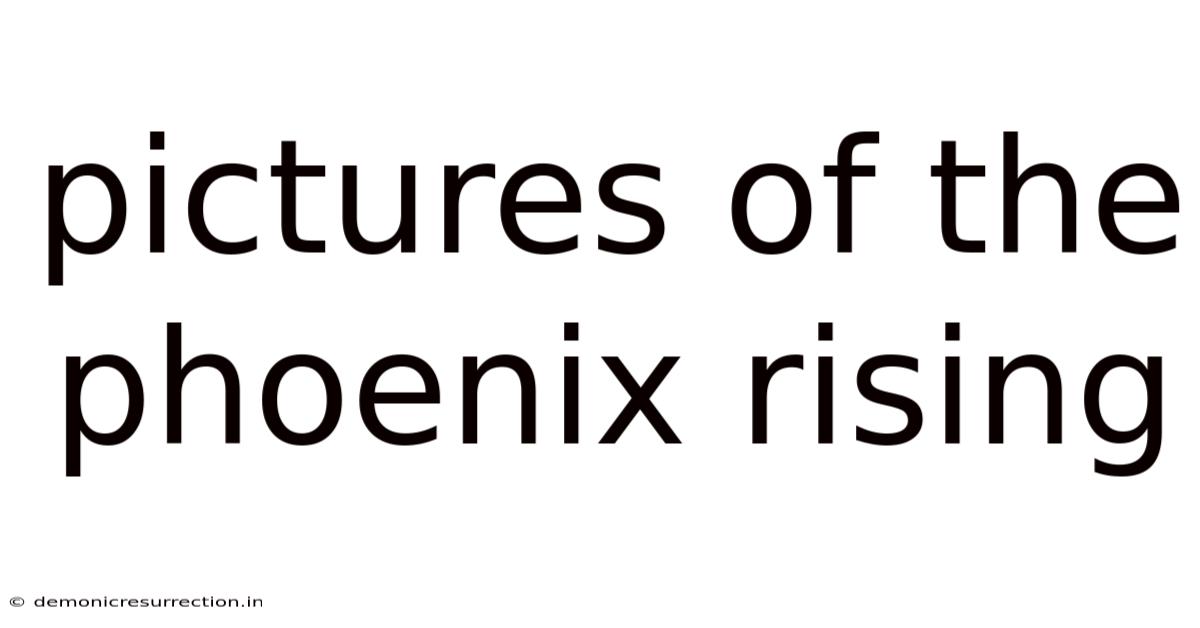 Pictures Of The Phoenix Rising