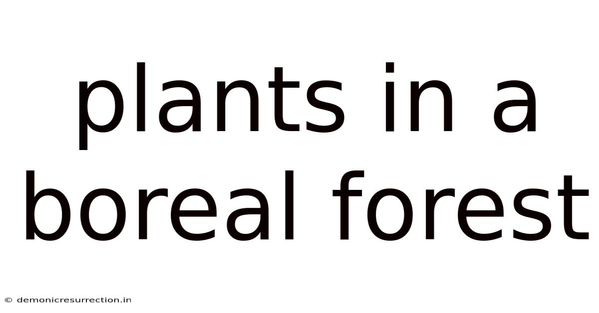 Plants In A Boreal Forest