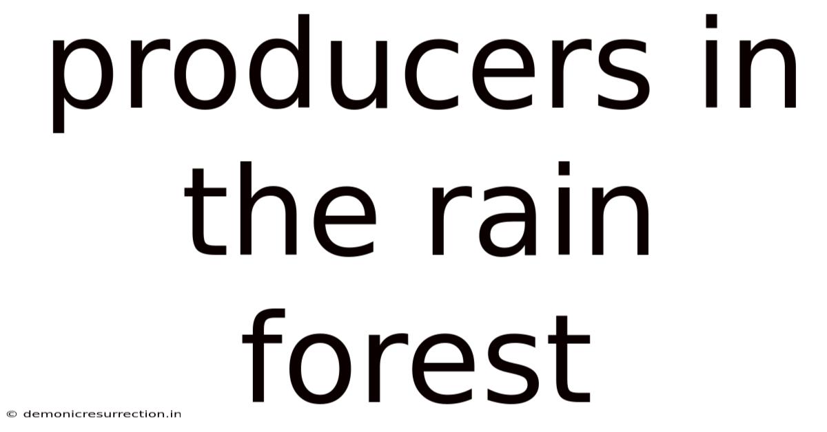 Producers In The Rain Forest