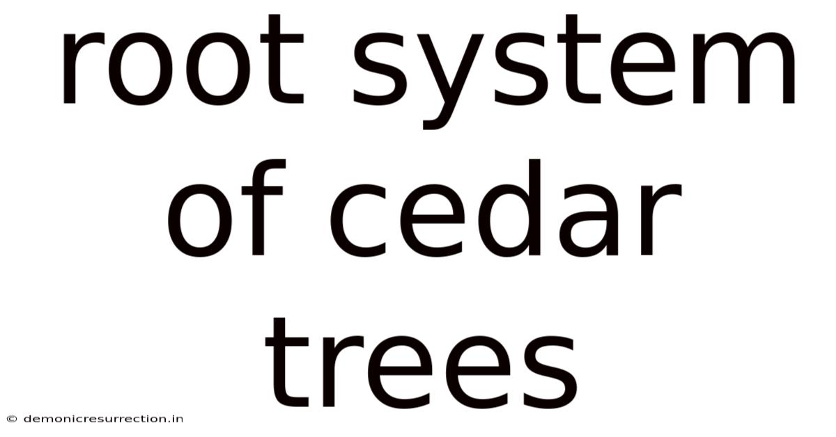 Root System Of Cedar Trees