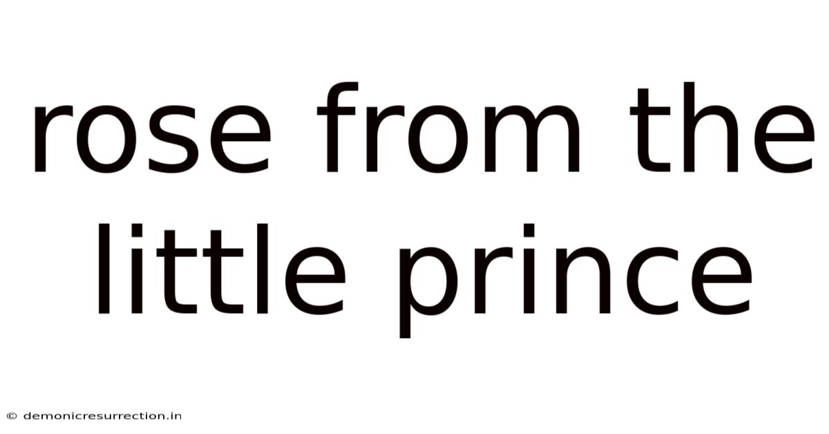 Rose From The Little Prince