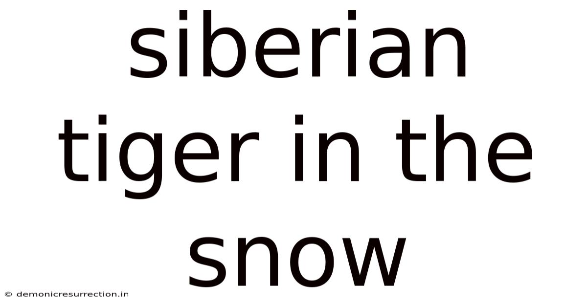 Siberian Tiger In The Snow