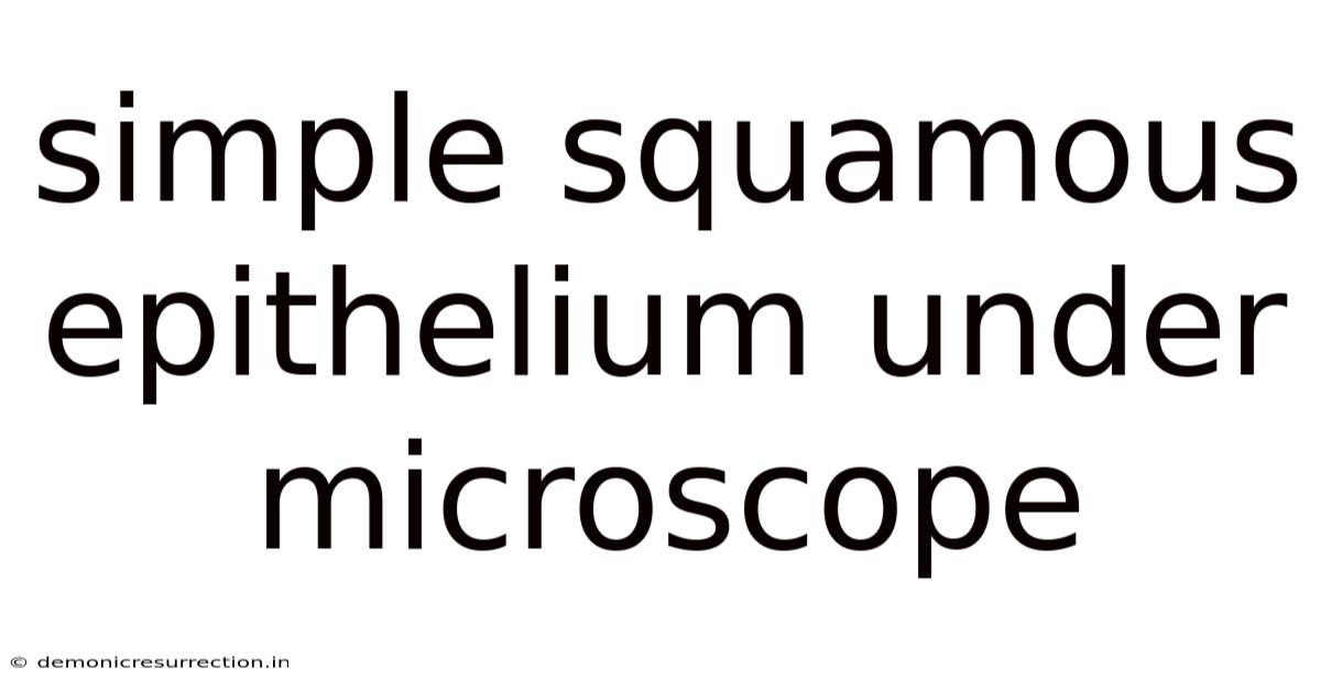 Simple Squamous Epithelium Under Microscope