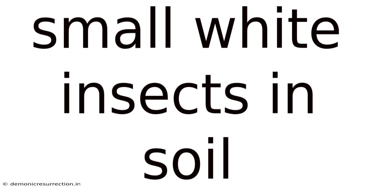 Small White Insects In Soil