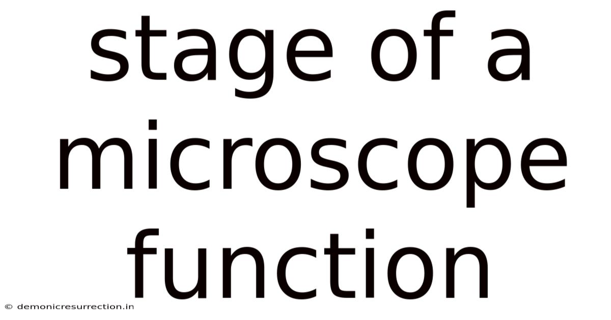 Stage Of A Microscope Function