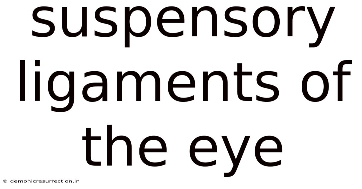 Suspensory Ligaments Of The Eye