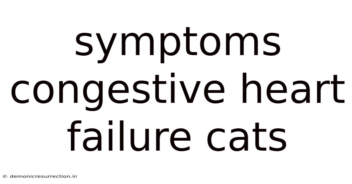 Symptoms Congestive Heart Failure Cats