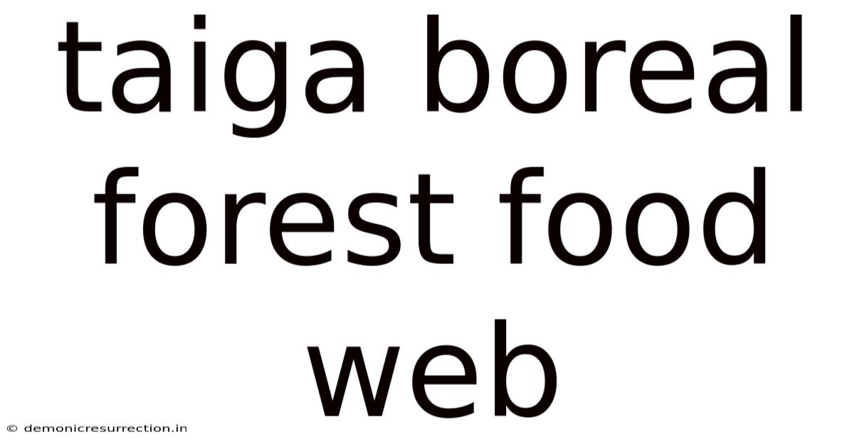 Taiga Boreal Forest Food Web