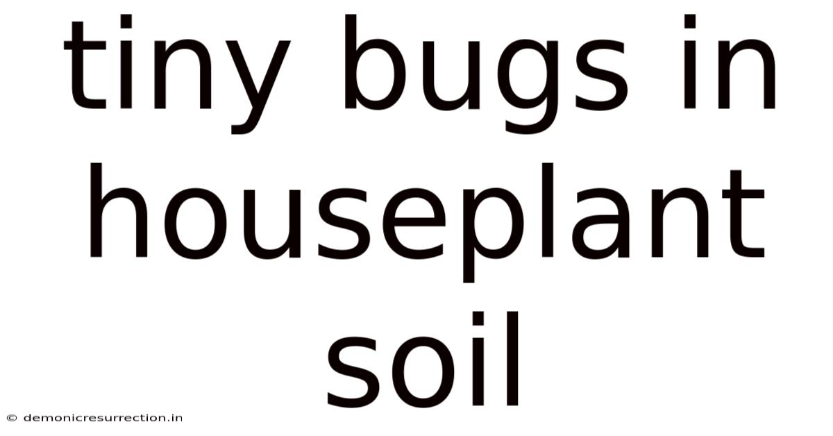 Tiny Bugs In Houseplant Soil