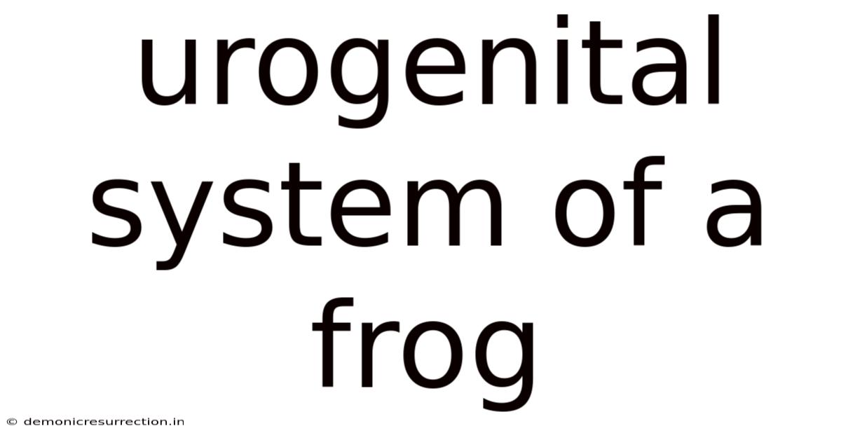 Urogenital System Of A Frog