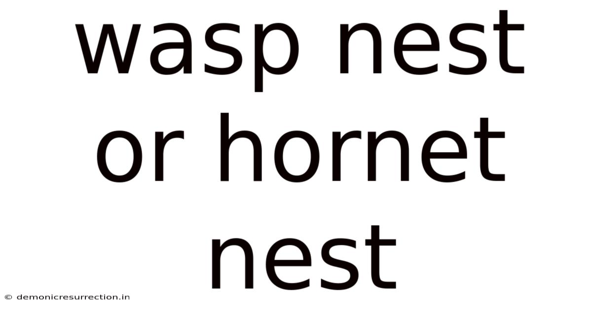 Wasp Nest Or Hornet Nest