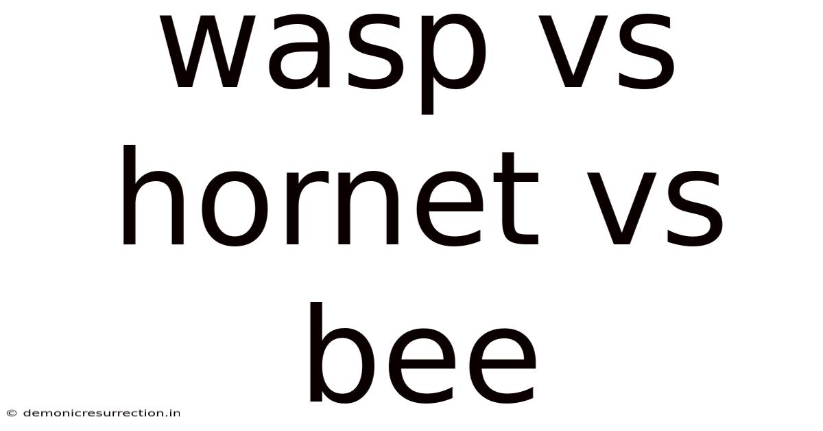 Wasp Vs Hornet Vs Bee