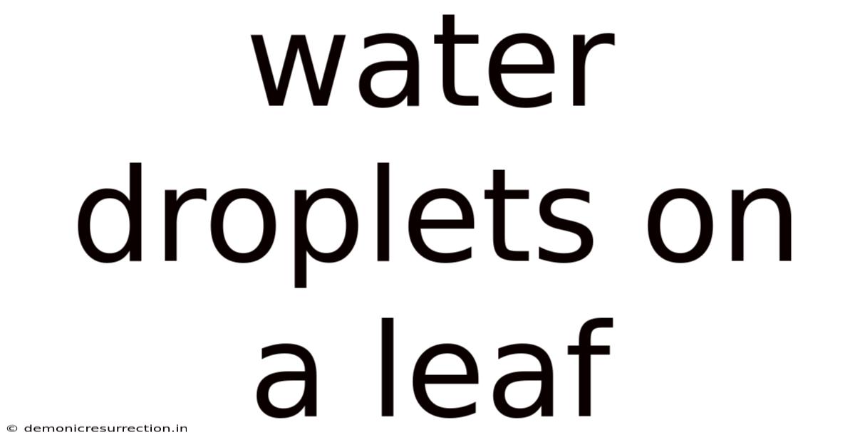 Water Droplets On A Leaf