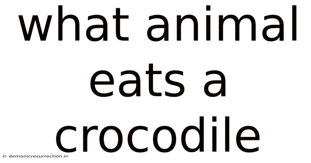 What Animal Eats A Crocodile