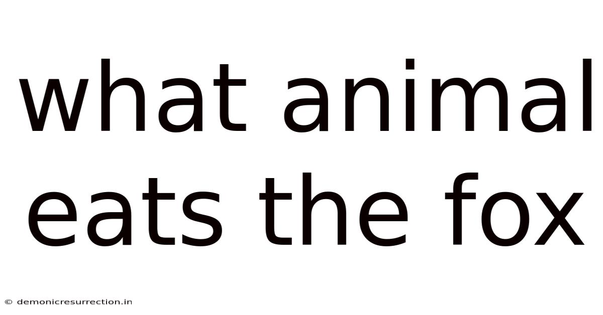What Animal Eats The Fox