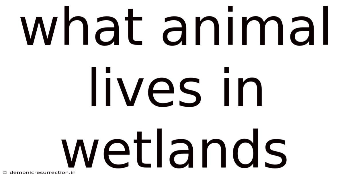 What Animal Lives In Wetlands