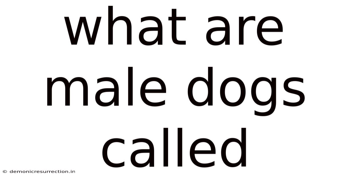 What Are Male Dogs Called