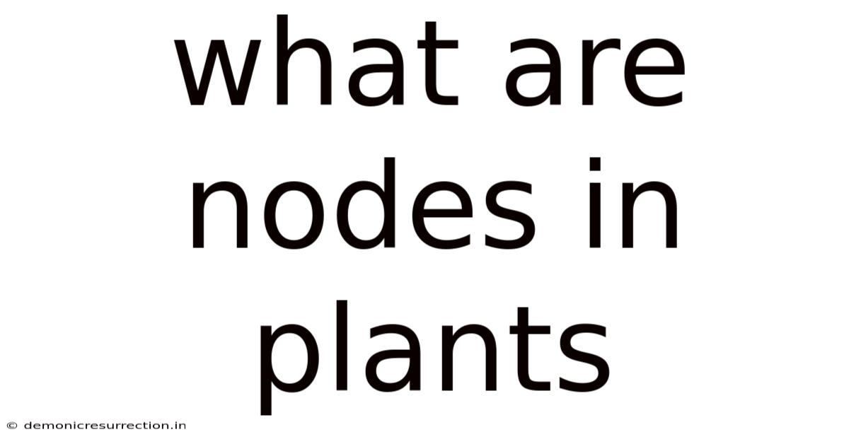 What Are Nodes In Plants
