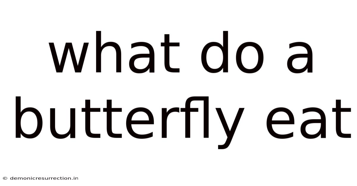 What Do A Butterfly Eat