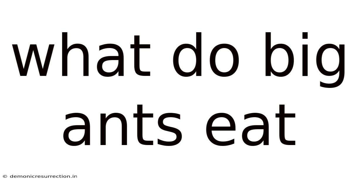 What Do Big Ants Eat