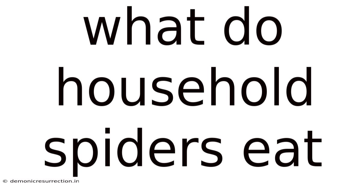 What Do Household Spiders Eat