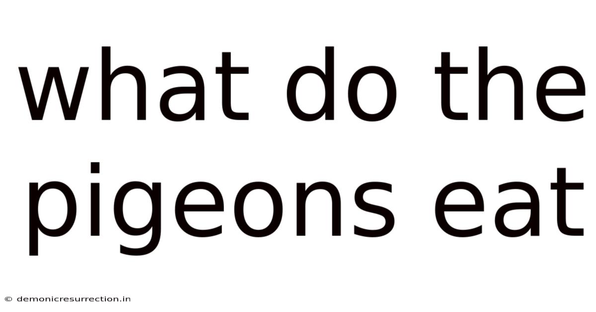 What Do The Pigeons Eat