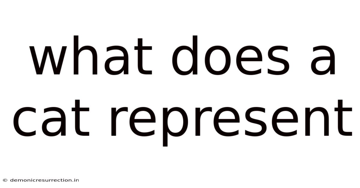 What Does A Cat Represent