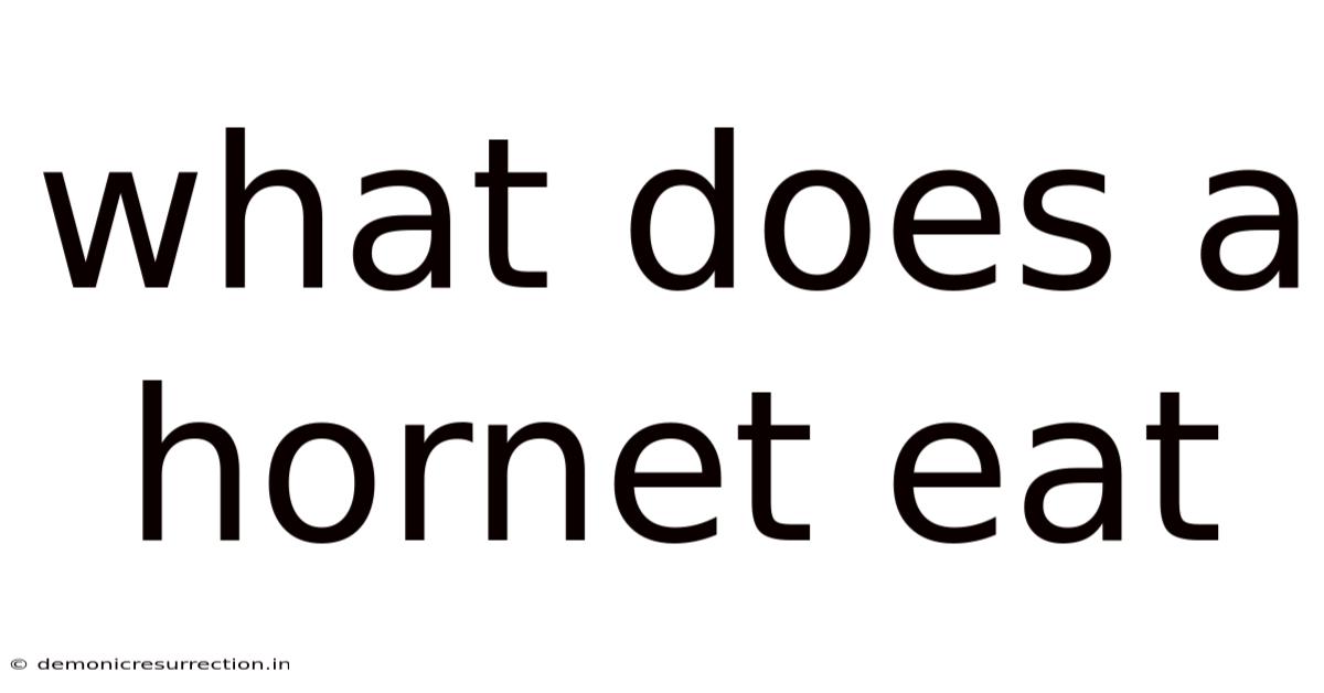 What Does A Hornet Eat