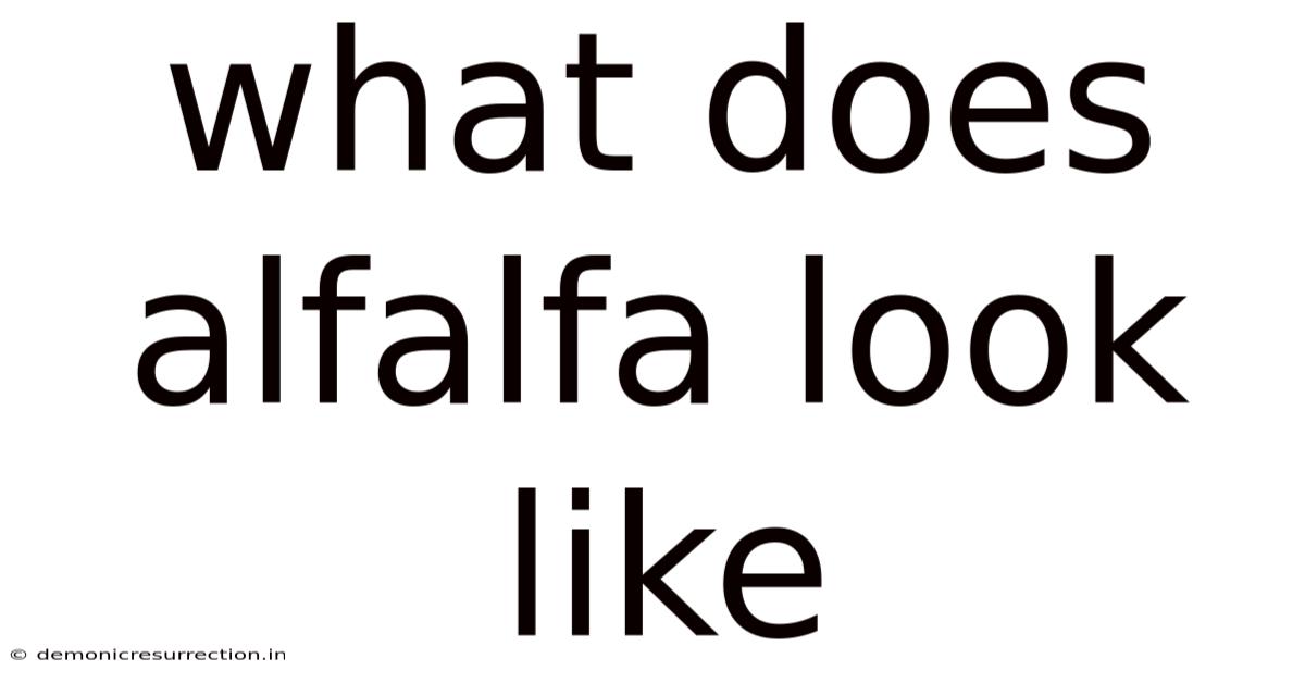 What Does Alfalfa Look Like
