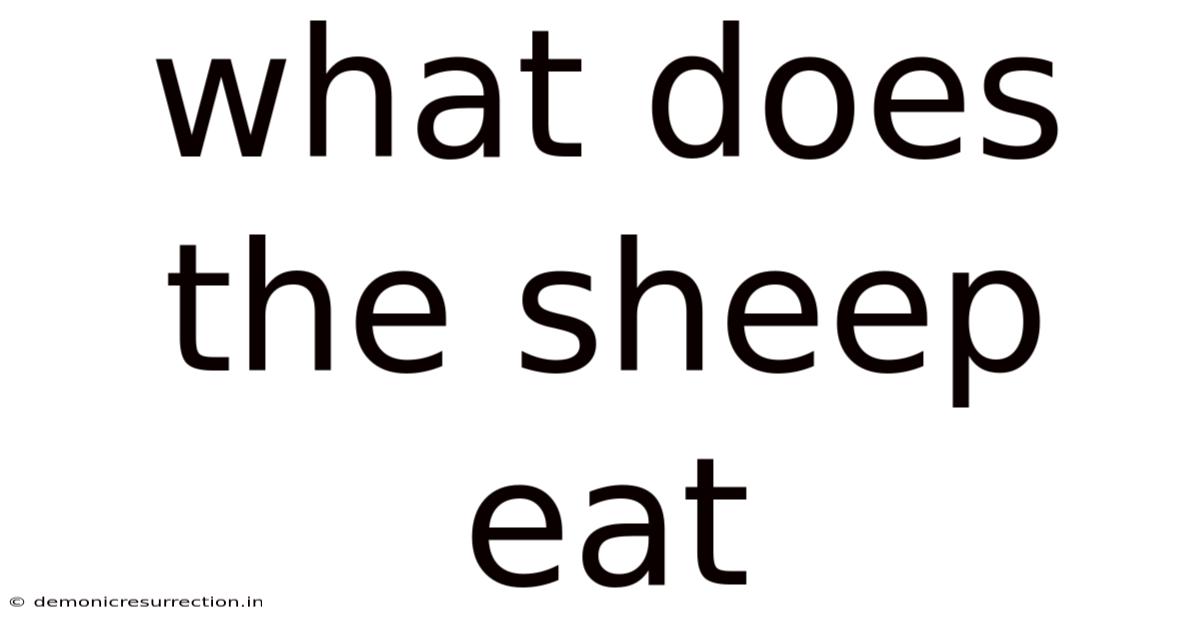 What Does The Sheep Eat