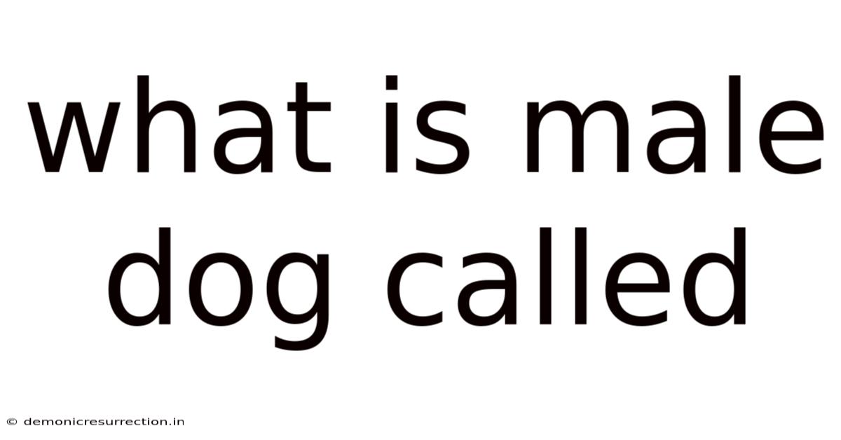 What Is Male Dog Called