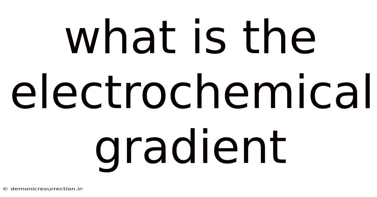 What Is The Electrochemical Gradient