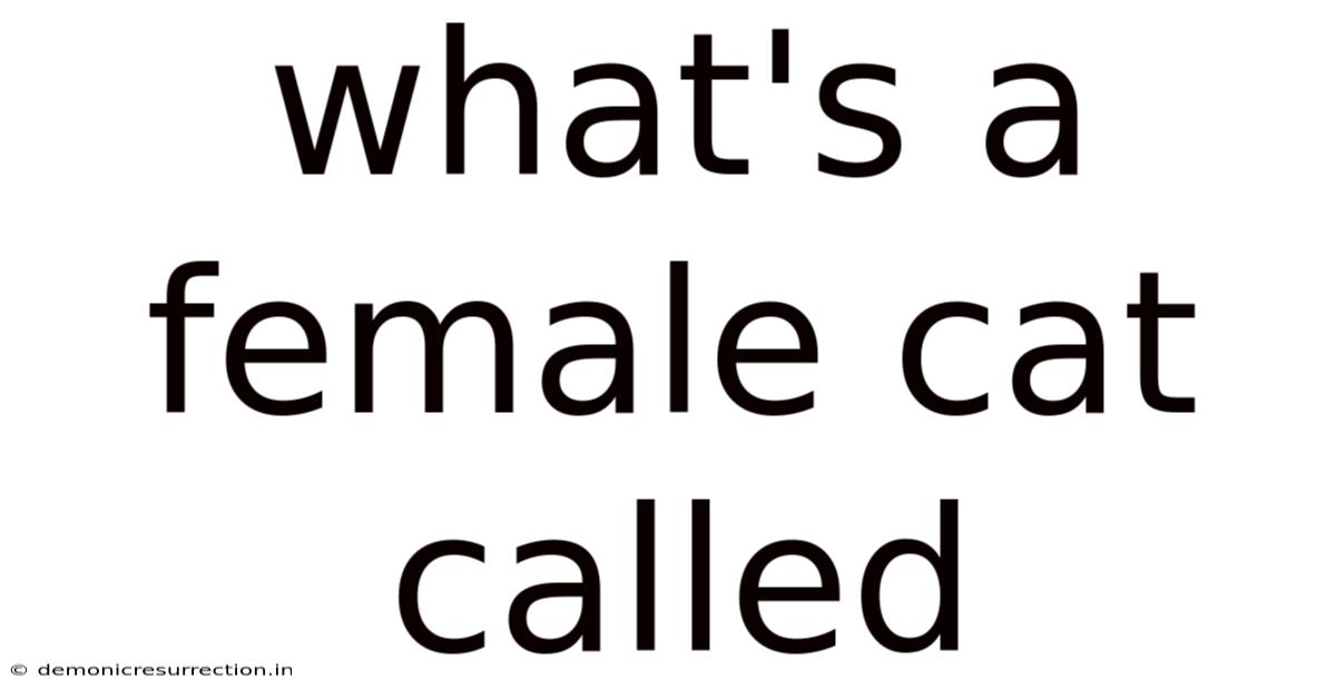 What's A Female Cat Called