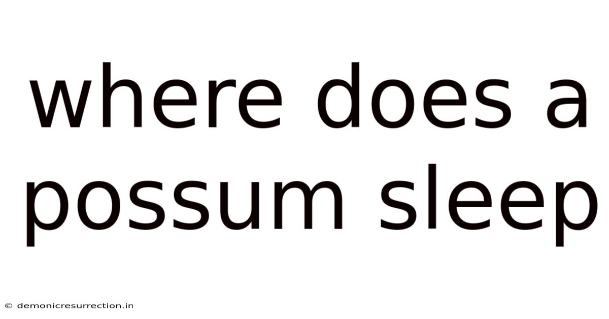 Where Does A Possum Sleep