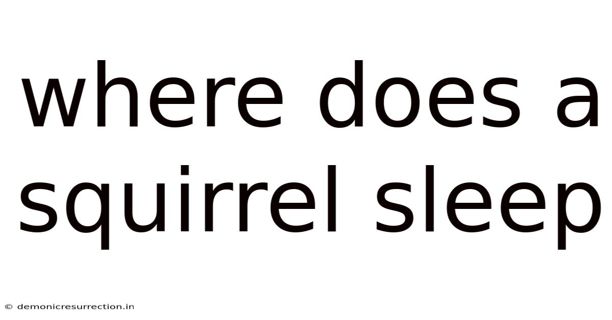 Where Does A Squirrel Sleep