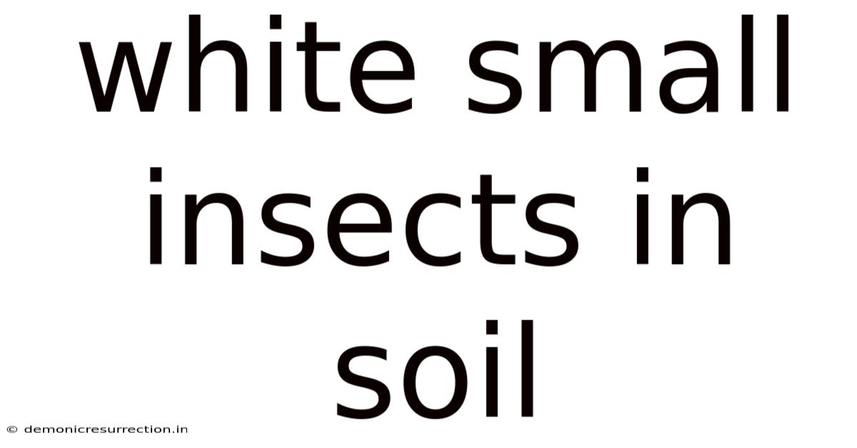 White Small Insects In Soil