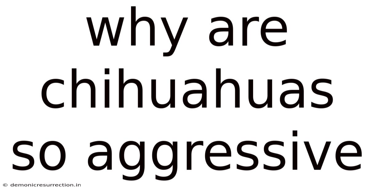 Why Are Chihuahuas So Aggressive