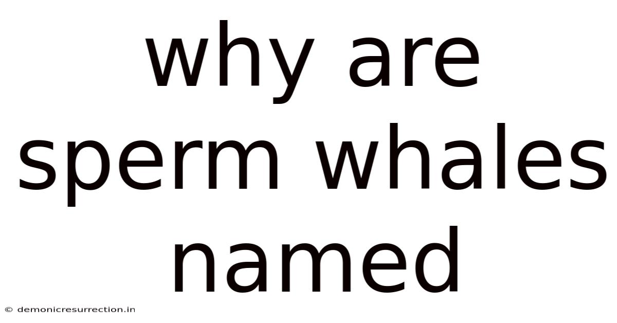Why Are Sperm Whales Named